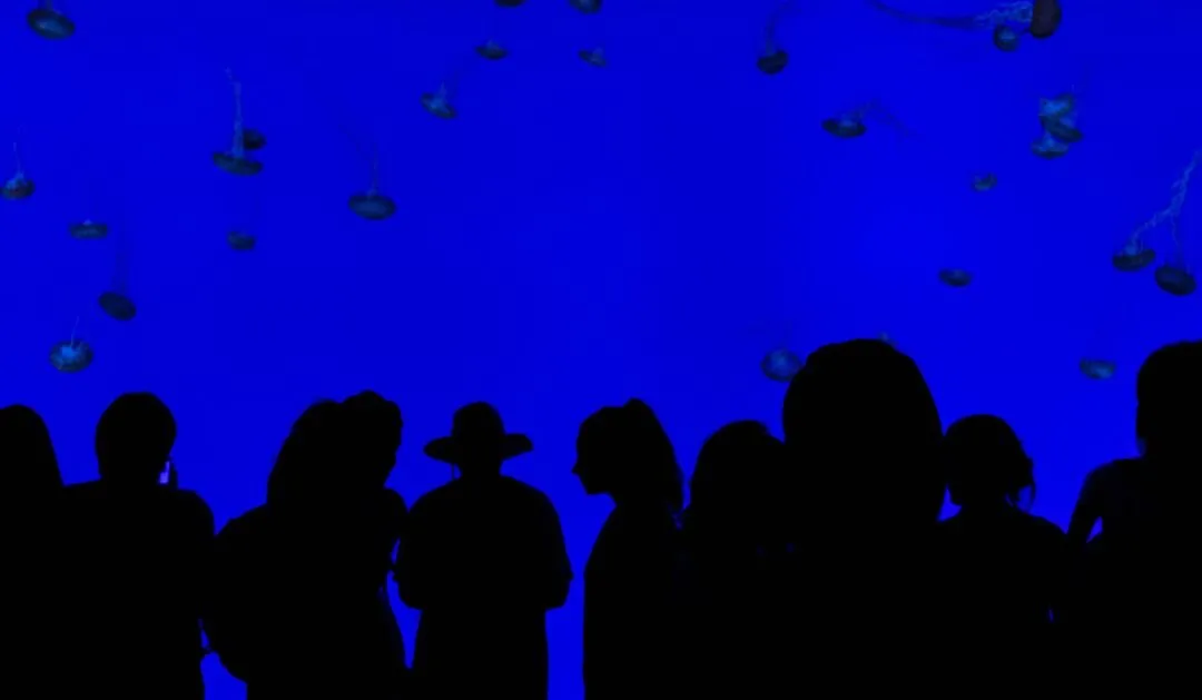 Silhouette of people in front of a blue aquarium - The concept and application of the 'hero image' in web design - Image