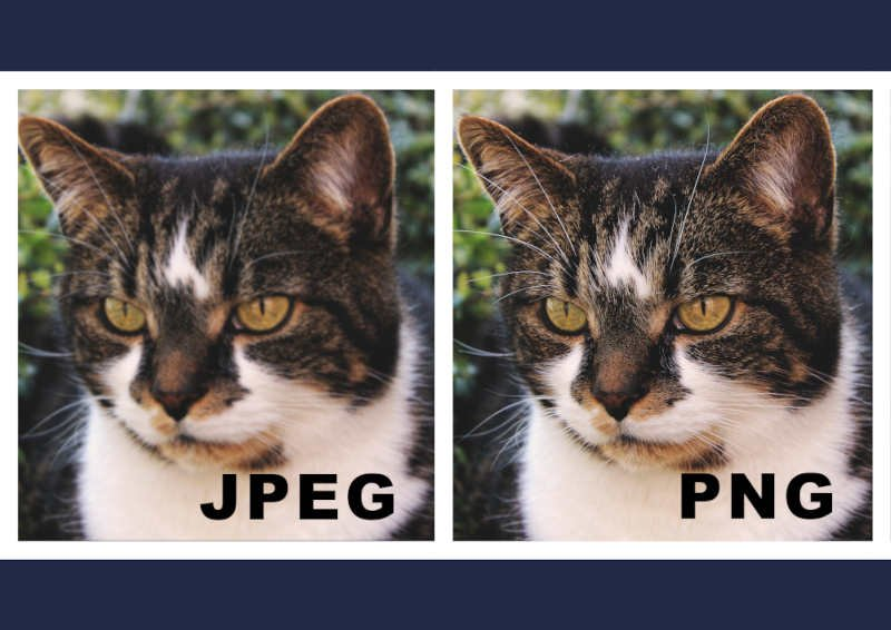 Side by side image of a cat, JPEG version is blurry and PNG version is clear - JPEG vs PNG quality comparison - Image