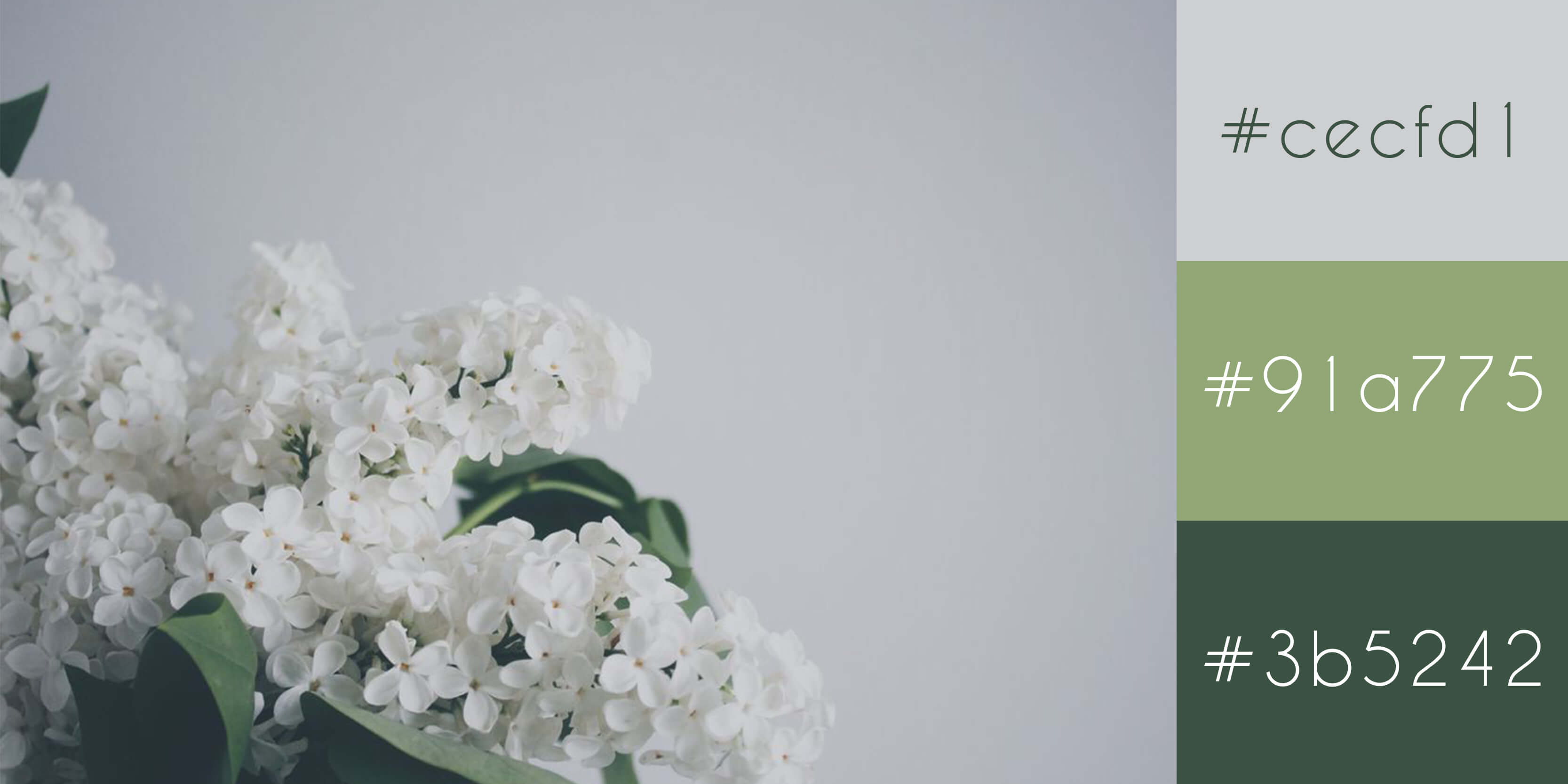 White flowers that has green leaves with hex values