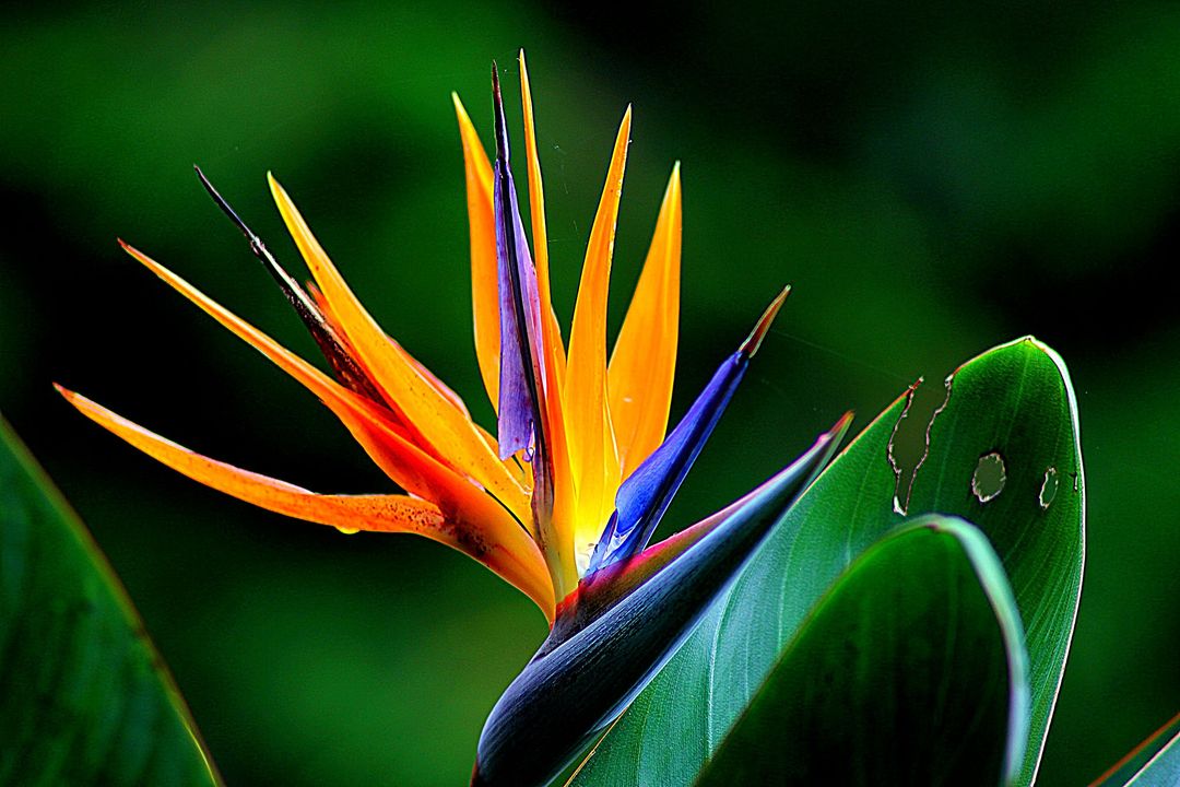 a bird of paradise flower - Free Images, Stock Photos and Pictures on Pikwizard.com