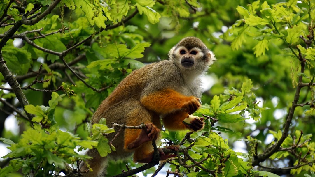 Tree wild squirrel monkey - Free Images, Stock Photos and Pictures on Pikwizard.com