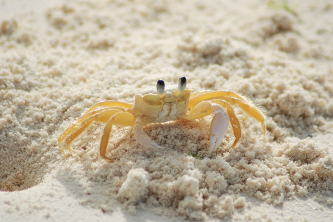 Yellow and White Crab on White Sand Beach during Daytime - Free Images, Stock Photos and Pictures on Pikwizard.com