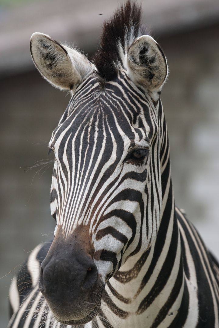 a zebra - Free Images, Stock Photos and Pictures on Pikwizard.com