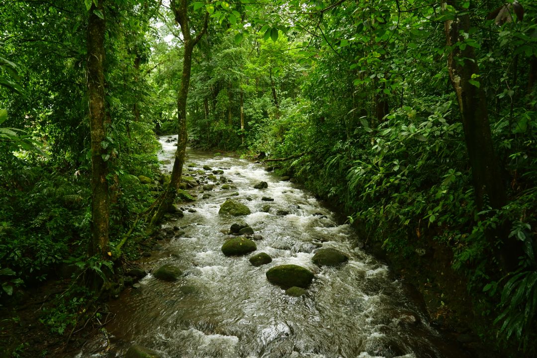 a stream in the jungle - Free Images, Stock Photos and Pictures on Pikwizard.com