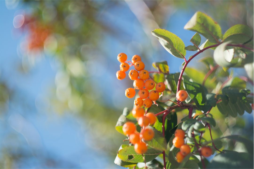orange berries on a tree - Free Images, Stock Photos and Pictures on Pikwizard.com