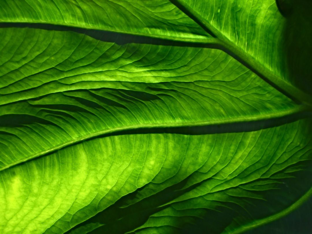 Close up Image of a Green Leaf