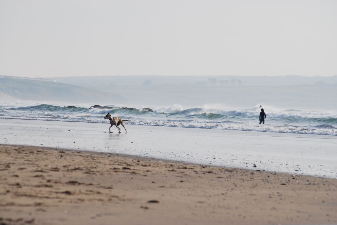 a dog and a person on a beach - Free Images, Stock Photos and Pictures on Pikwizard.com