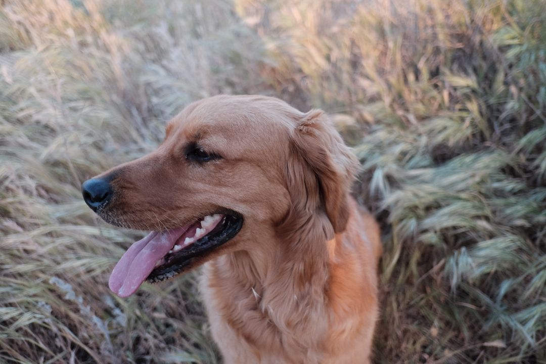 a golden retriever standing in tall grass - Free Images, Stock Photos and Pictures on Pikwizard.com