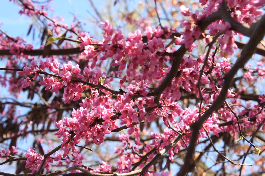 a tree with pink flowers - Free Images, Stock Photos and Pictures on Pikwizard.com