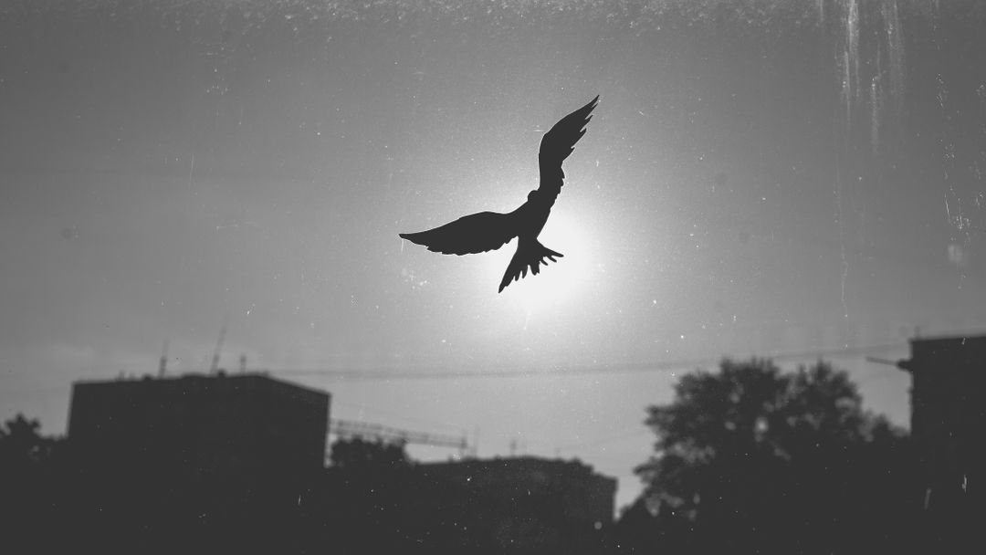 a bird flying in the sky - Free Images, Stock Photos and Pictures on Pikwizard.com
