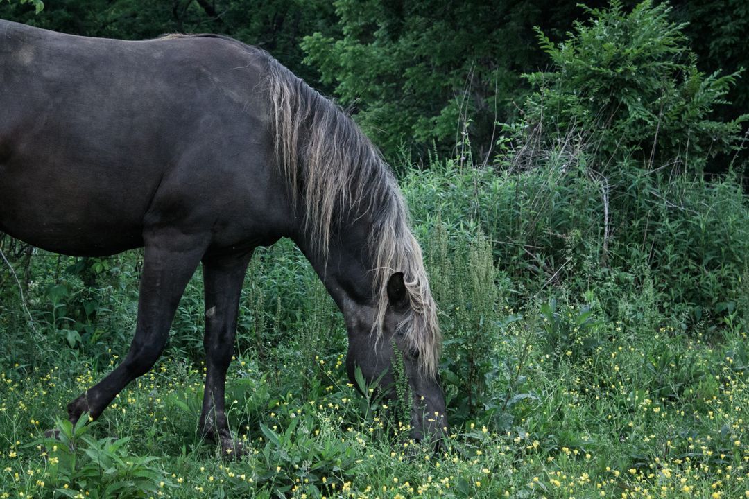 a horse grazing in a field - Free Images, Stock Photos and Pictures on Pikwizard.com