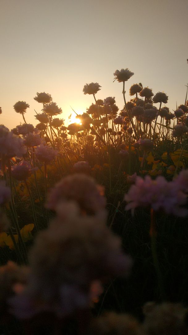a sunset with flowers - Free Images, Stock Photos and Pictures on Pikwizard.com