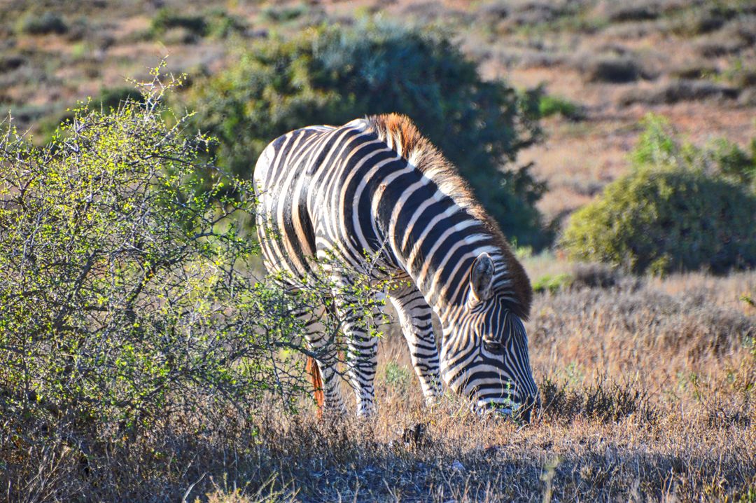 a zebra eating grass - Free Images, Stock Photos and Pictures on Pikwizard.com