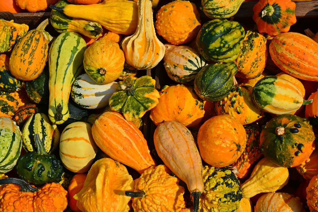 Photo of a pile of orange and green pumpkins and squashes 