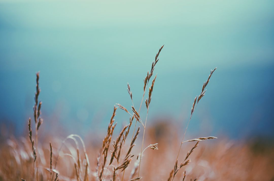 some tall grass - Free Images, Stock Photos and Pictures on Pikwizard.com