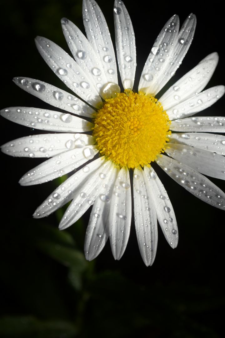 a white daisy with water droplets on it - Free Images, Stock Photos and Pictures on Pikwizard.com