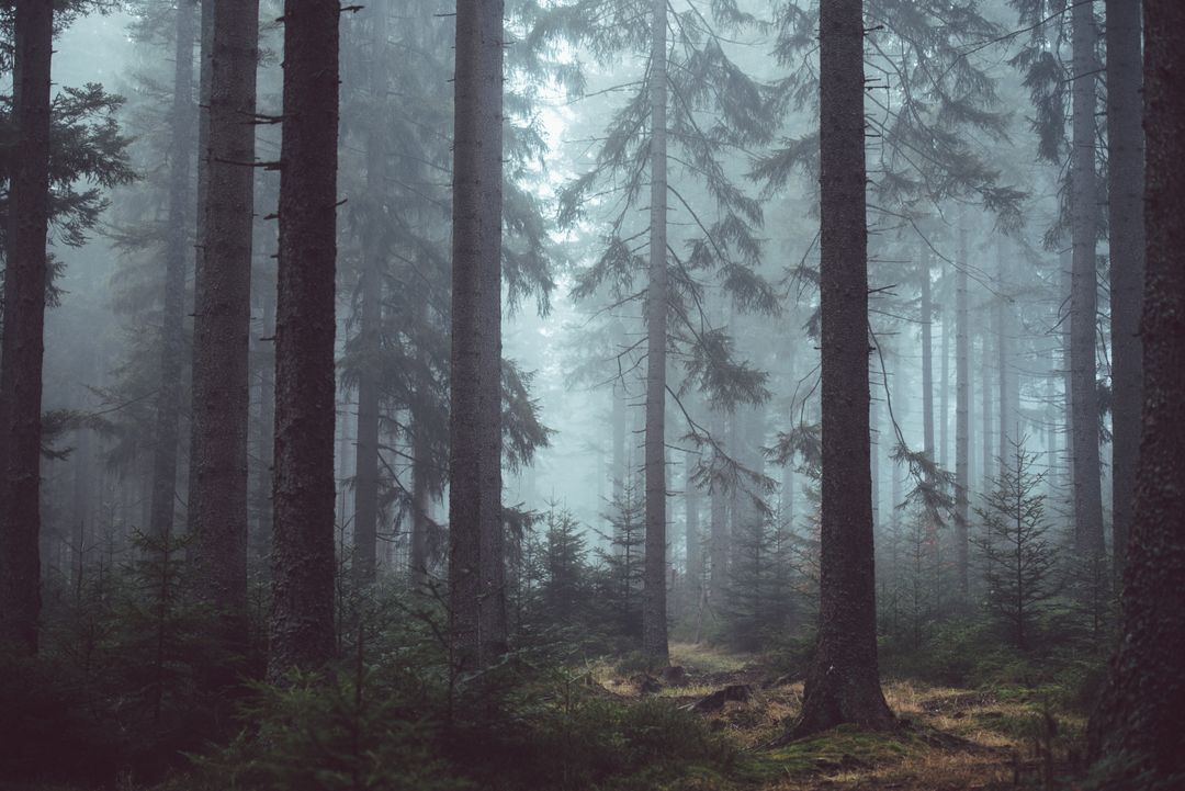 Misty Forest Trees - Free Images, Stock Photos and Pictures on Pikwizard.com
