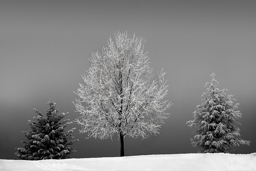 Winter landscape with white trees and snow