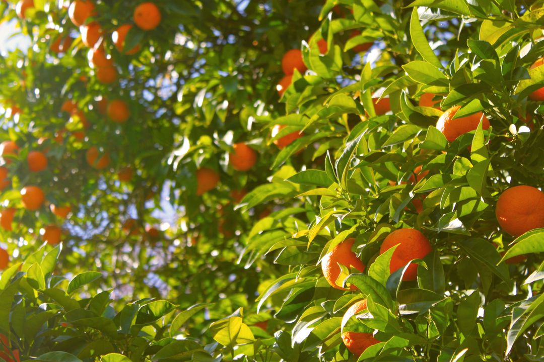 an orange tree - Free Images, Stock Photos and Pictures on Pikwizard.com
