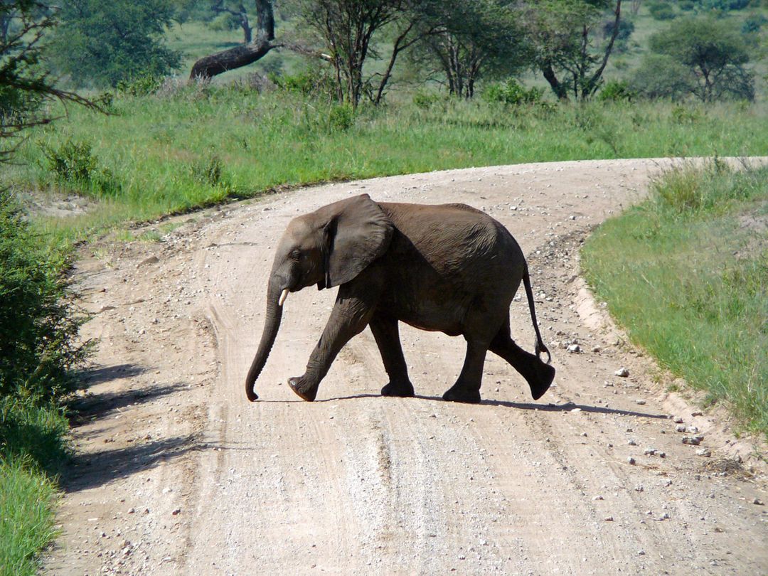 Africa animal elephant path - Free Images, Stock Photos and Pictures on Pikwizard.com