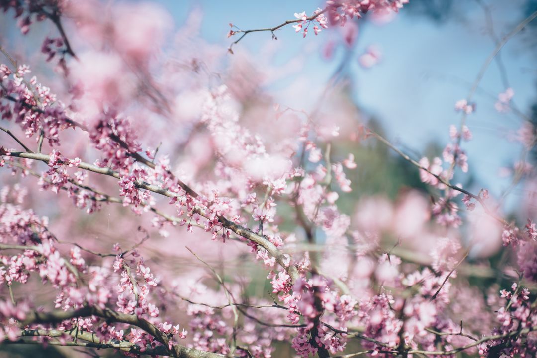 a tree with pink flowers - Free Images, Stock Photos and Pictures on Pikwizard.com