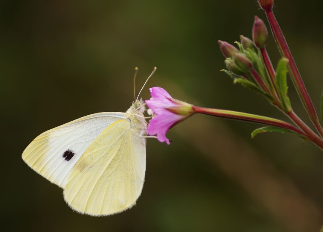 a white butterfly on a pink flower - Free Images, Stock Photos and Pictures on Pikwizard.com