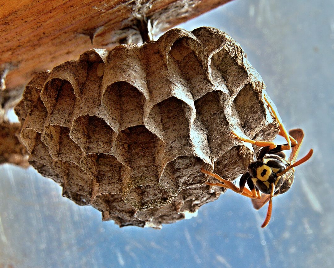 a wasp nest - Free Images, Stock Photos and Pictures on Pikwizard.com