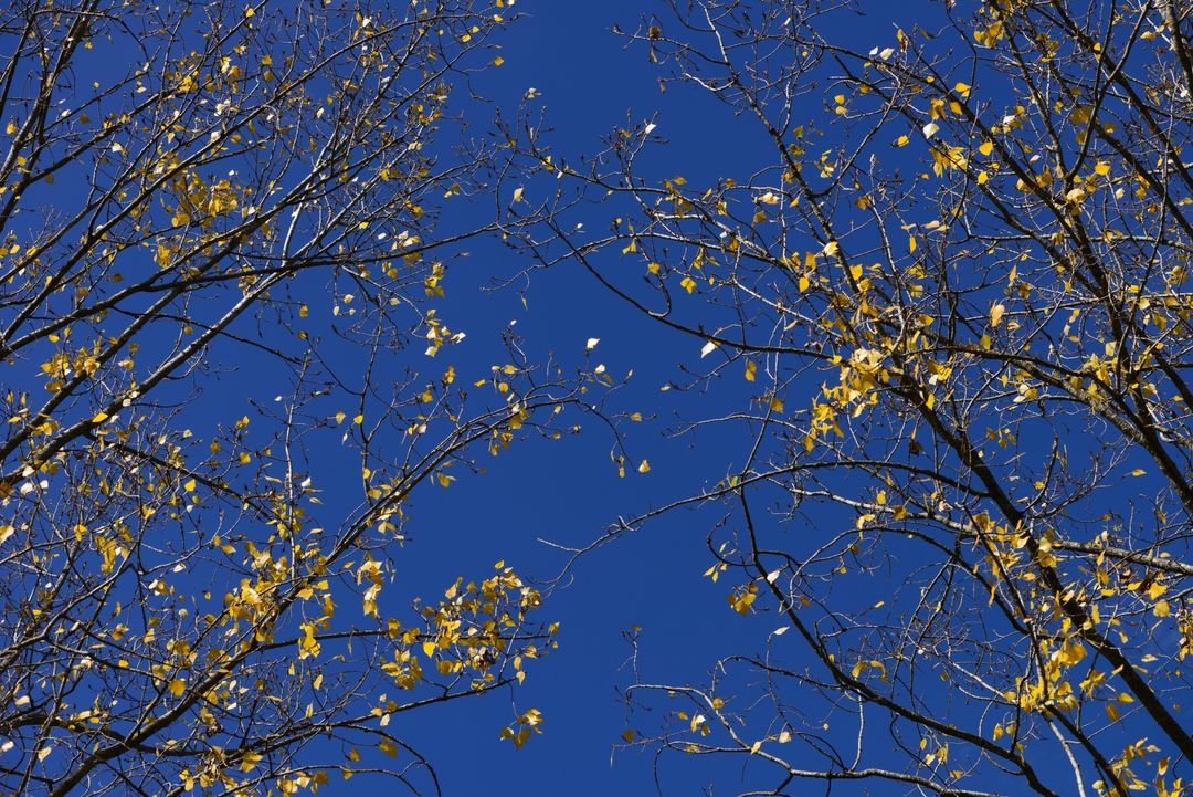 Blue foliage poplar sky - Free Images, Stock Photos and Pictures on Pikwizard.com