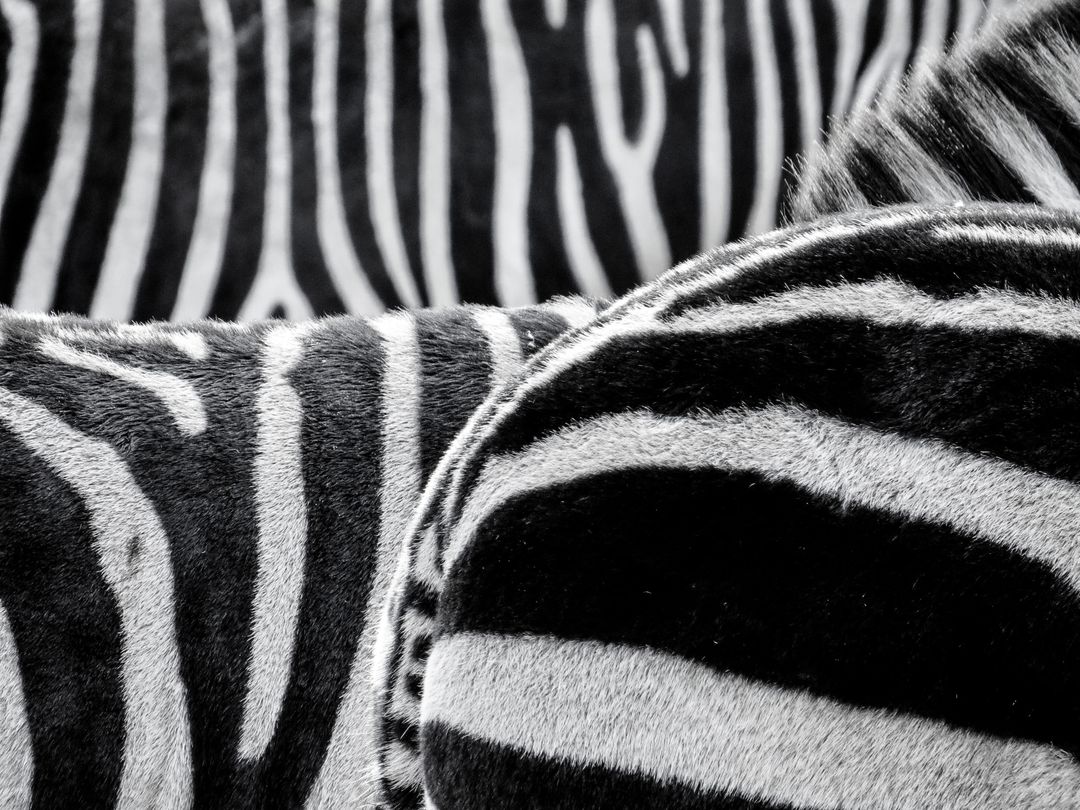 Black and White Zebra Pattern - Free Images, Stock Photos and Pictures on Pikwizard.com
