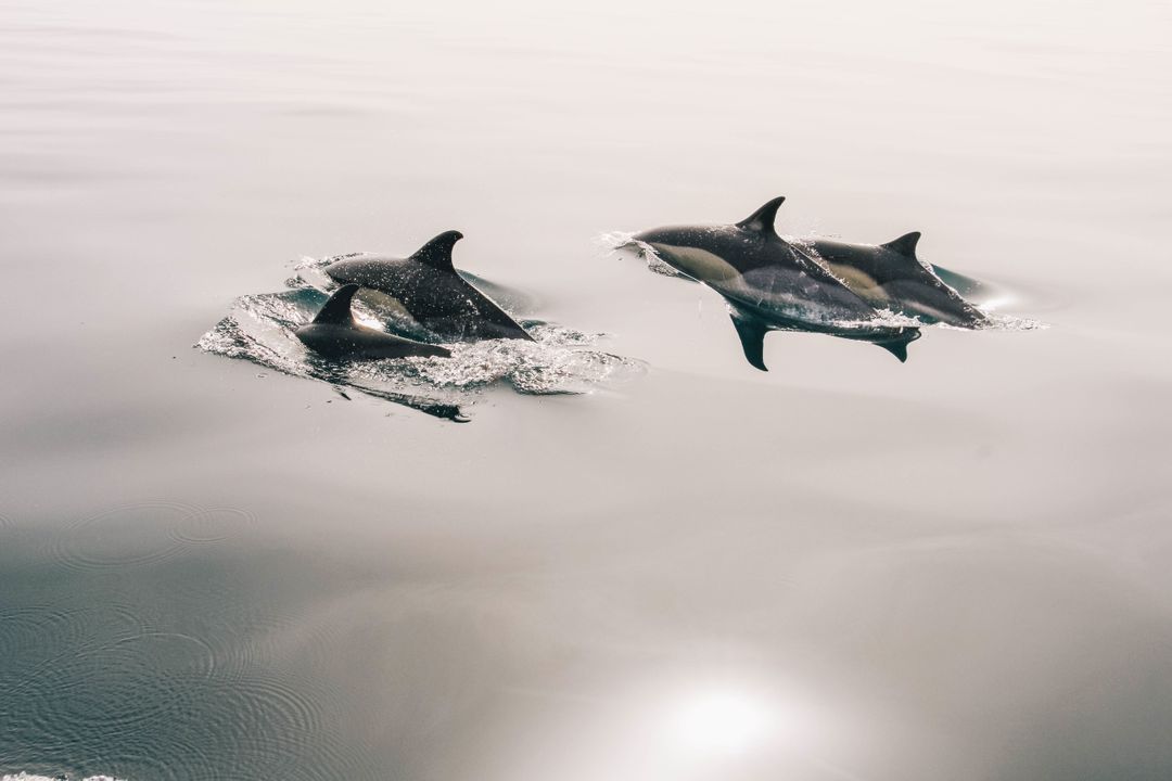 three dolphins swimming in the ocean - Free Images, Stock Photos and Pictures on Pikwizard.com