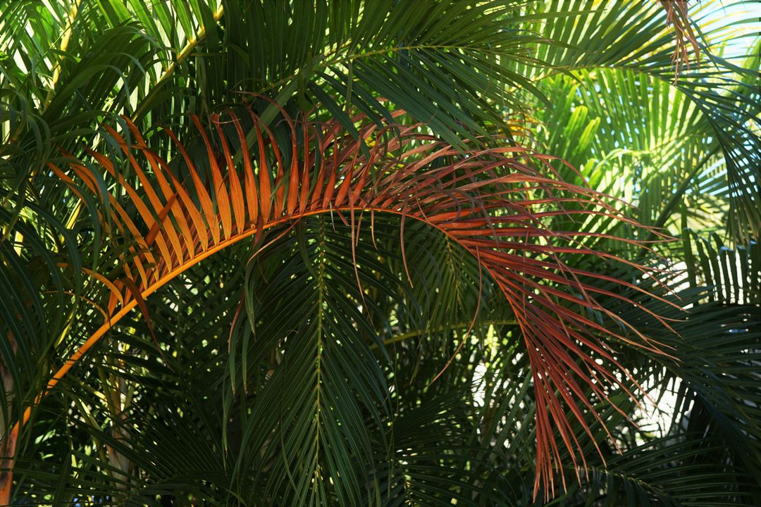 a clock in a tropical forest - Free Images, Stock Photos and Pictures on Pikwizard.com
