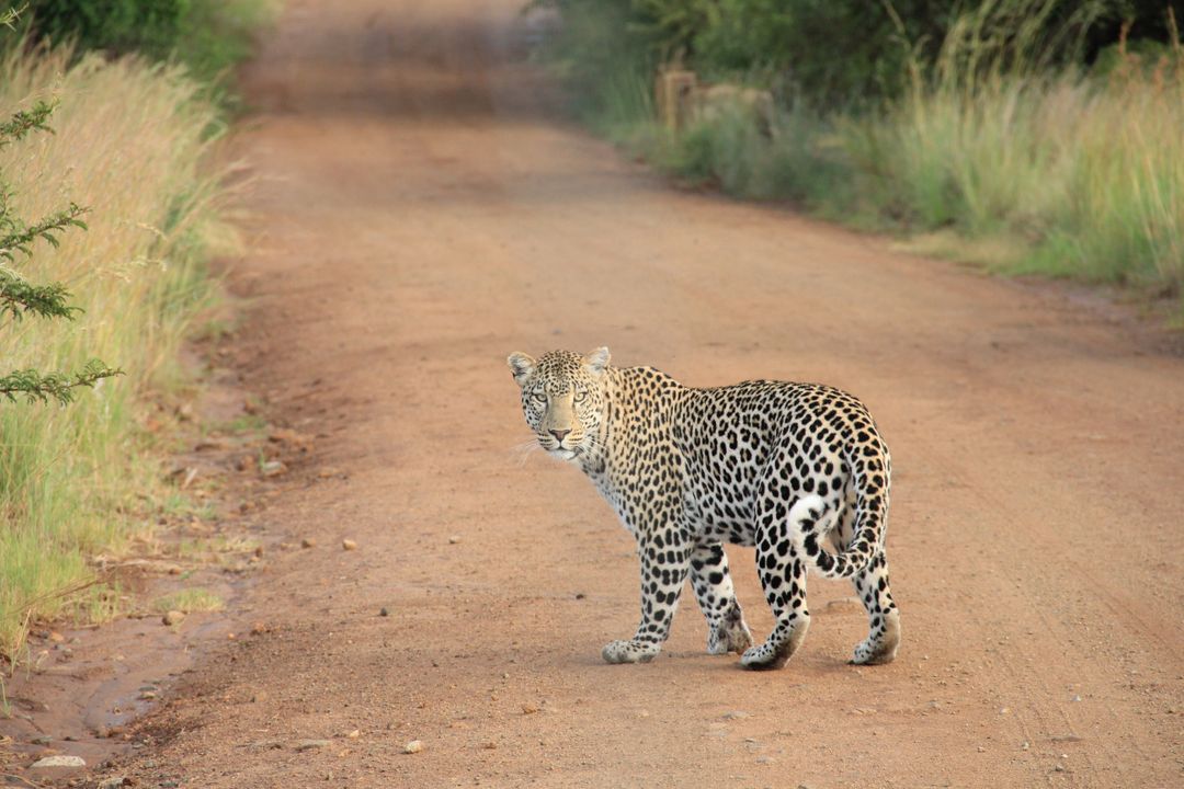 a leopard walking down a dirt road - Free Images, Stock Photos and Pictures on Pikwizard.com