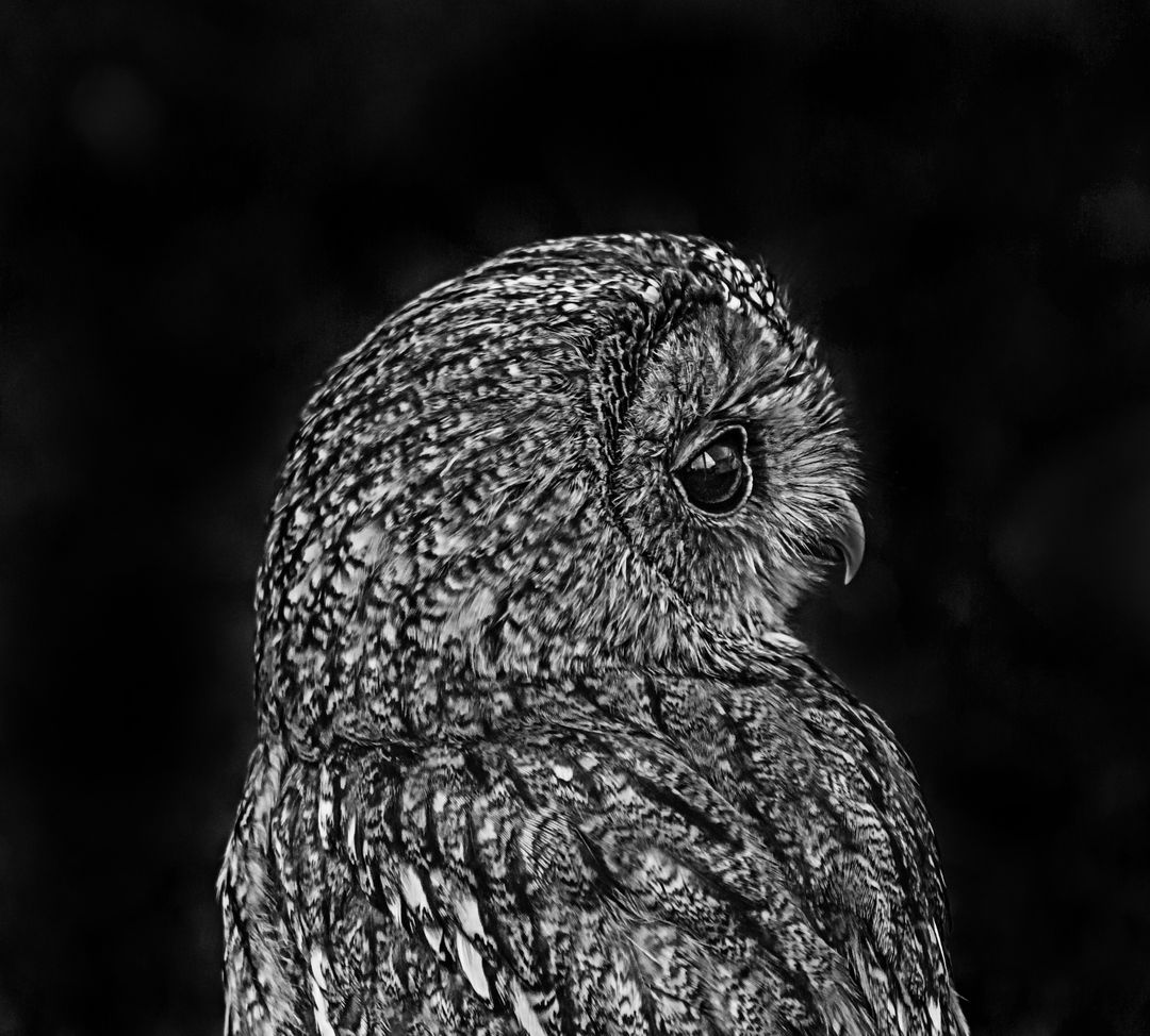 an owl in black and white - Free Images, Stock Photos and Pictures on Pikwizard.com