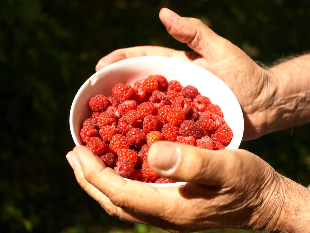 a man holding a bowl of raspberries - Free Images, Stock Photos and Pictures on Pikwizard.com