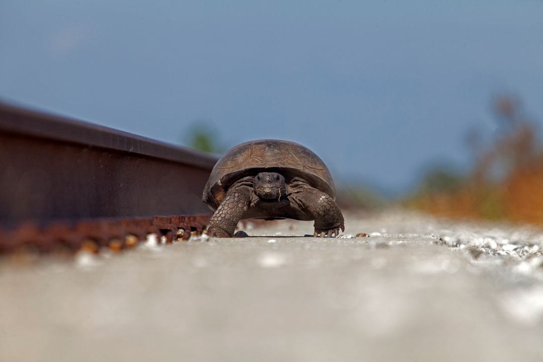 a tortoise walking on the railroad tracks - Free Images, Stock Photos and Pictures on Pikwizard.com