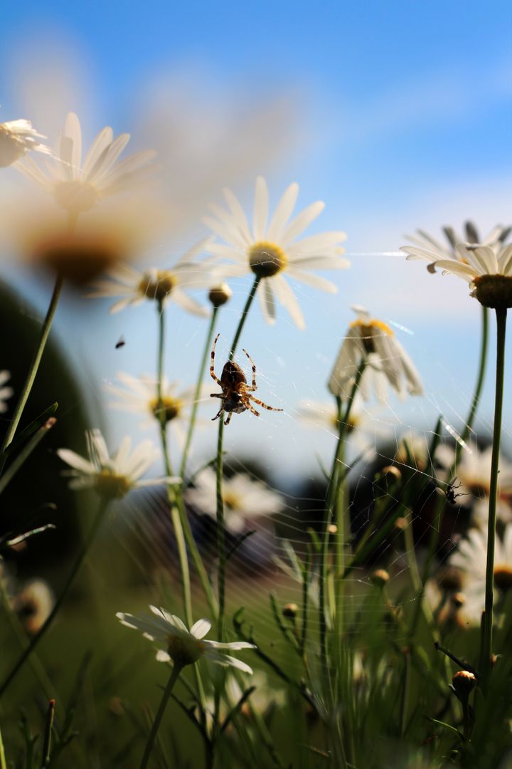 a spider in a field of daisies - Free Images, Stock Photos and Pictures on Pikwizard.com