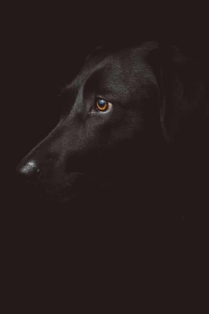 a black dog with blue eyes - Free Images, Stock Photos and Pictures on Pikwizard.com