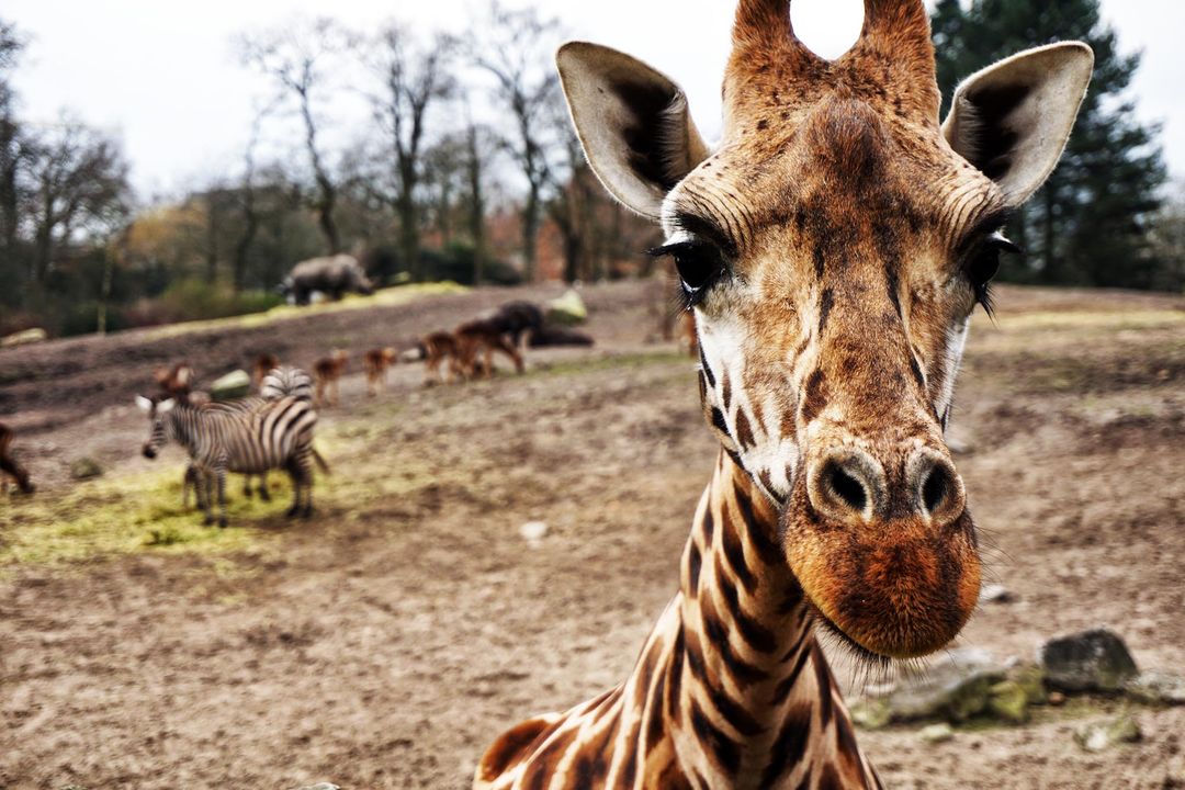 An image of a giraffe looking at the camera, as well as a zebra and rhino in the background - Don't give your travel blog a location-related name - Image