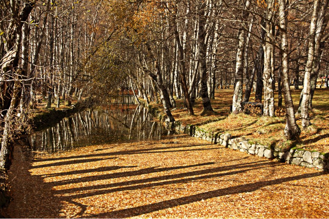 a park - Free Images, Stock Photos and Pictures on Pikwizard.com