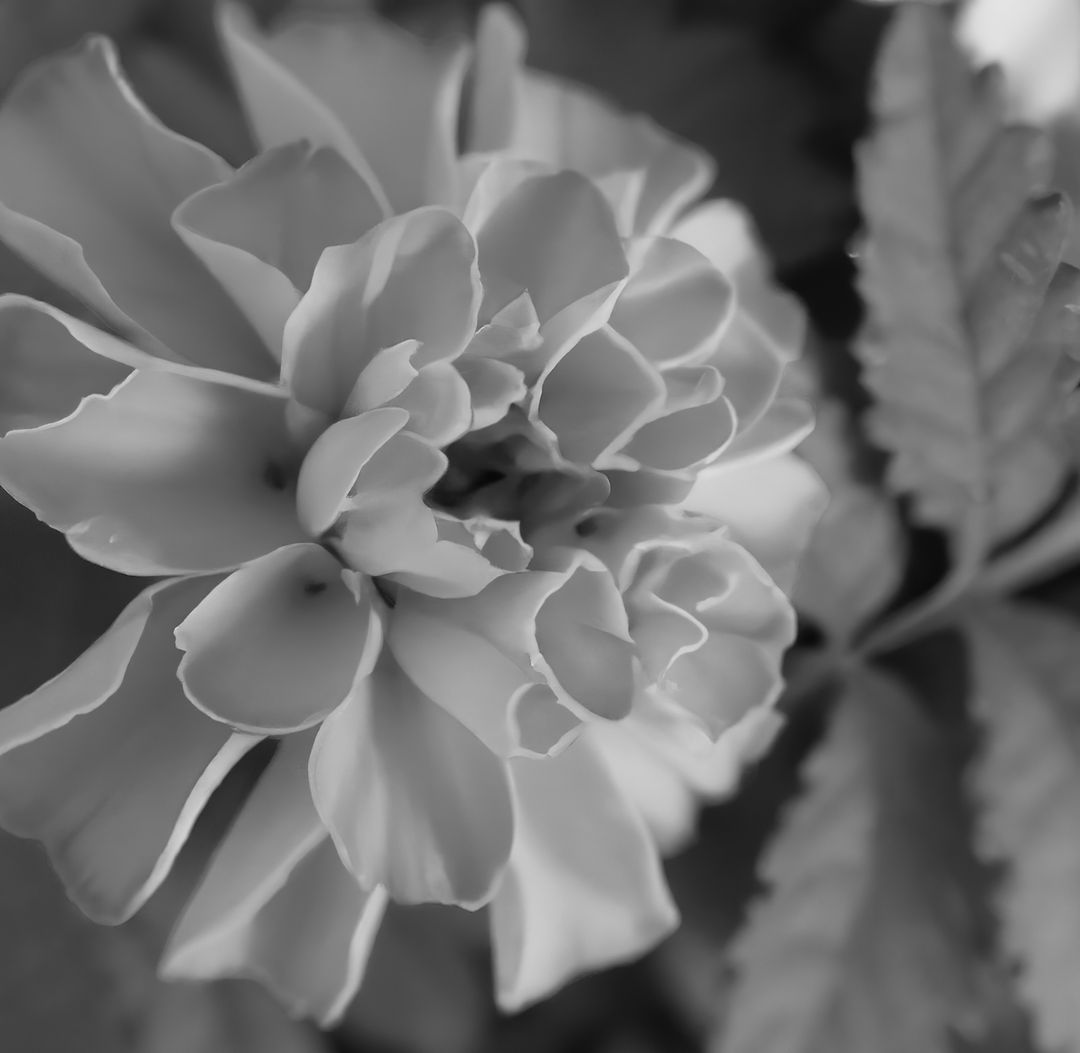 Close up of black and white flowers on blurred background - Free Images, Stock Photos and Pictures on Pikwizard.com