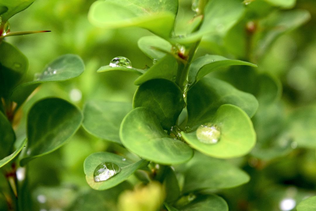 Close up of green plants with water droplets
