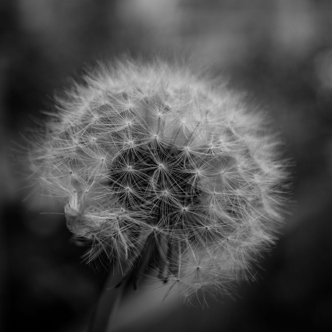 a dandelion in black and white - Free Images, Stock Photos and Pictures on Pikwizard.com