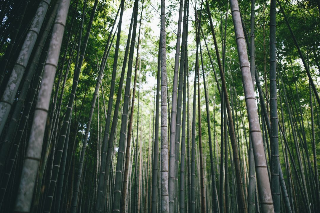 bamboo trees - Free Images, Stock Photos and Pictures on Pikwizard.com