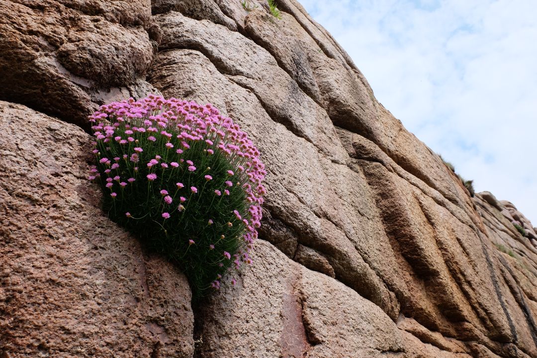 a plant growing out of a rock - Free Images, Stock Photos and Pictures on Pikwizard.com