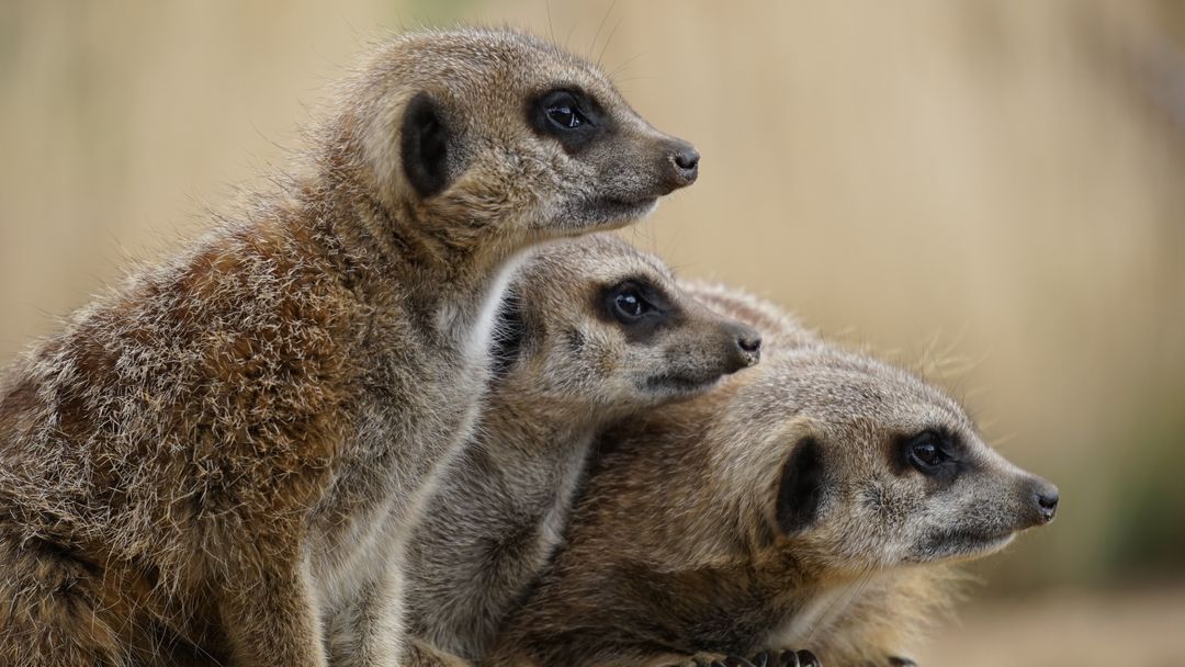 three meerkats - Free Images, Stock Photos and Pictures on Pikwizard.com