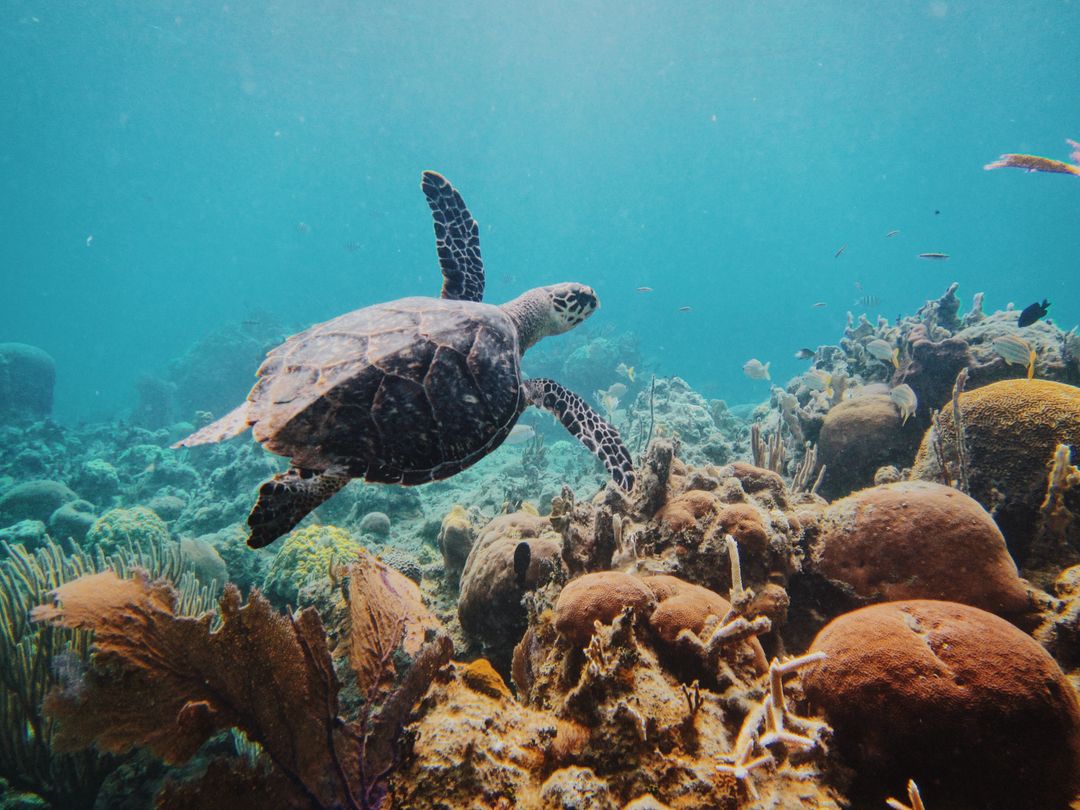 a turtle swimming over a coral reef - Free Images, Stock Photos and Pictures on Pikwizard.com