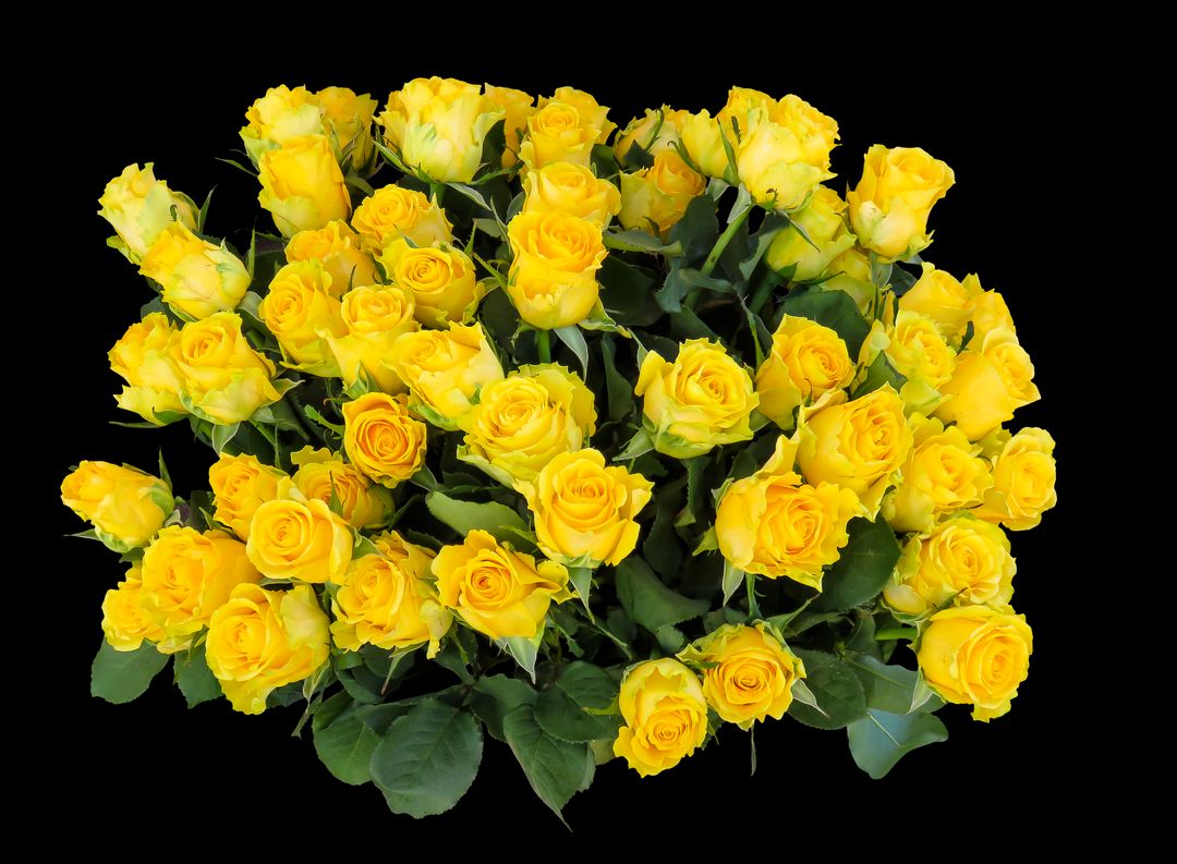 a bunch of yellow roses - Free Images, Stock Photos and Pictures on Pikwizard.com