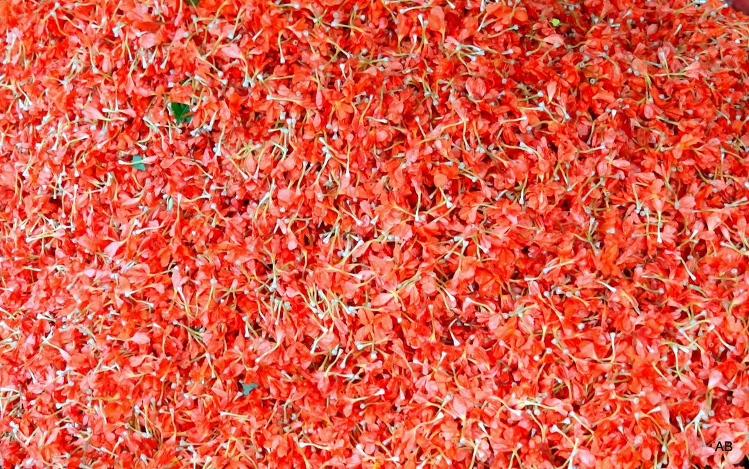 a pile of red peppers - Free Images, Stock Photos and Pictures on Pikwizard.com
