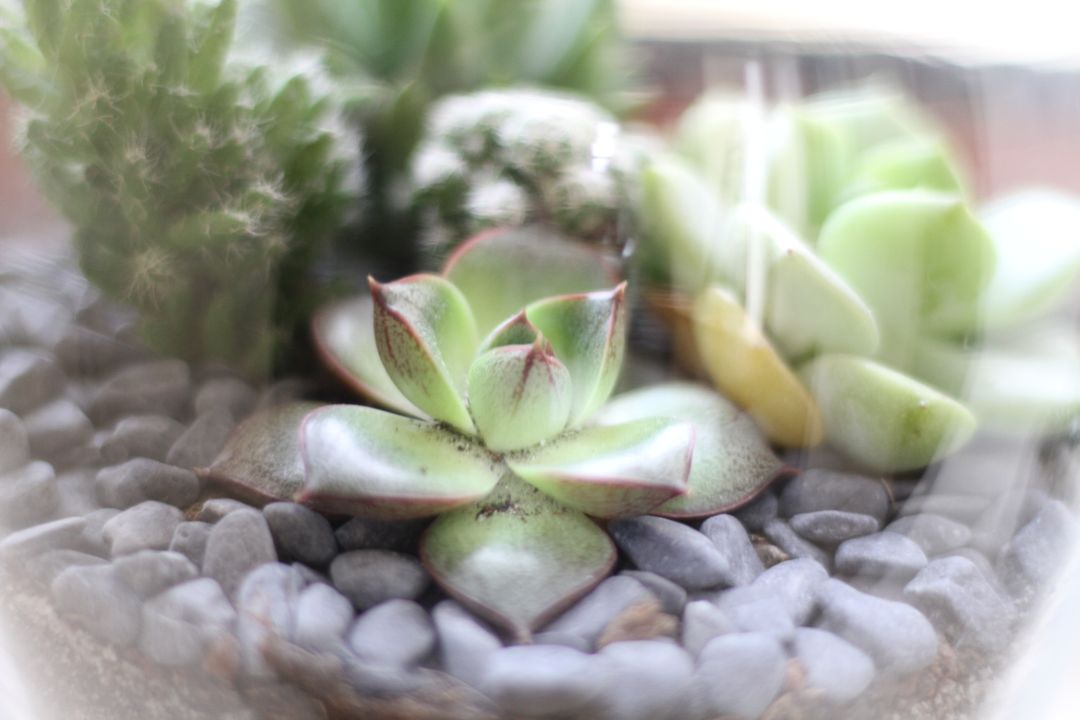 a succulent plant - Free Images, Stock Photos and Pictures on Pikwizard.com