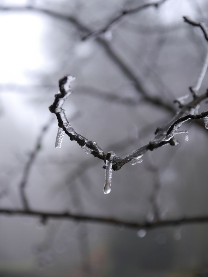 a branch with ice on it - Free Images, Stock Photos and Pictures on Pikwizard.com